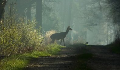 2 yıldır kayıp leylek, Bursa’da ortaya çıktı!